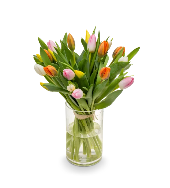 Bouquet of tulips
